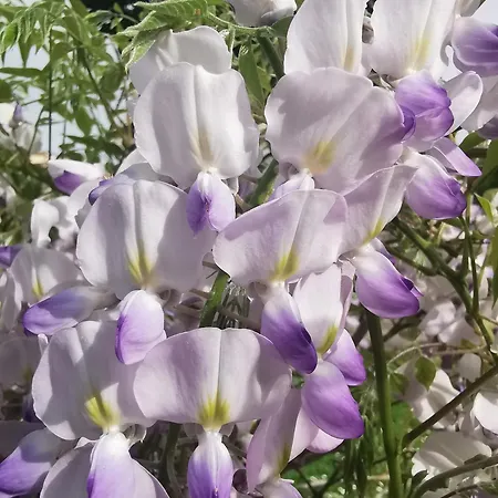 Il Piripicchio Gasthuis