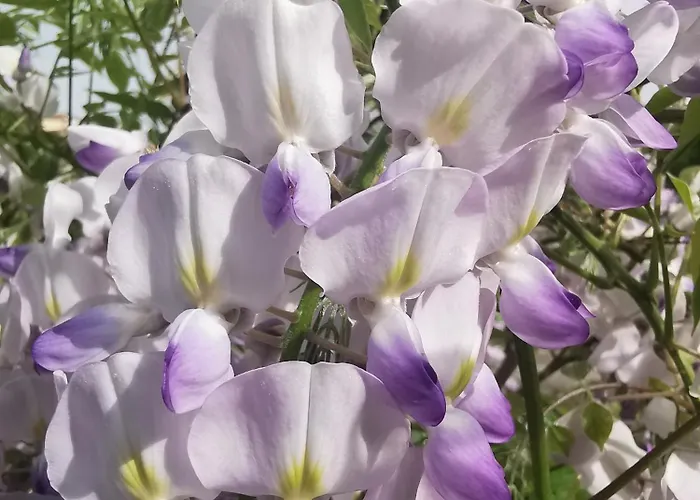 Il Piripicchio بيت ضيافة